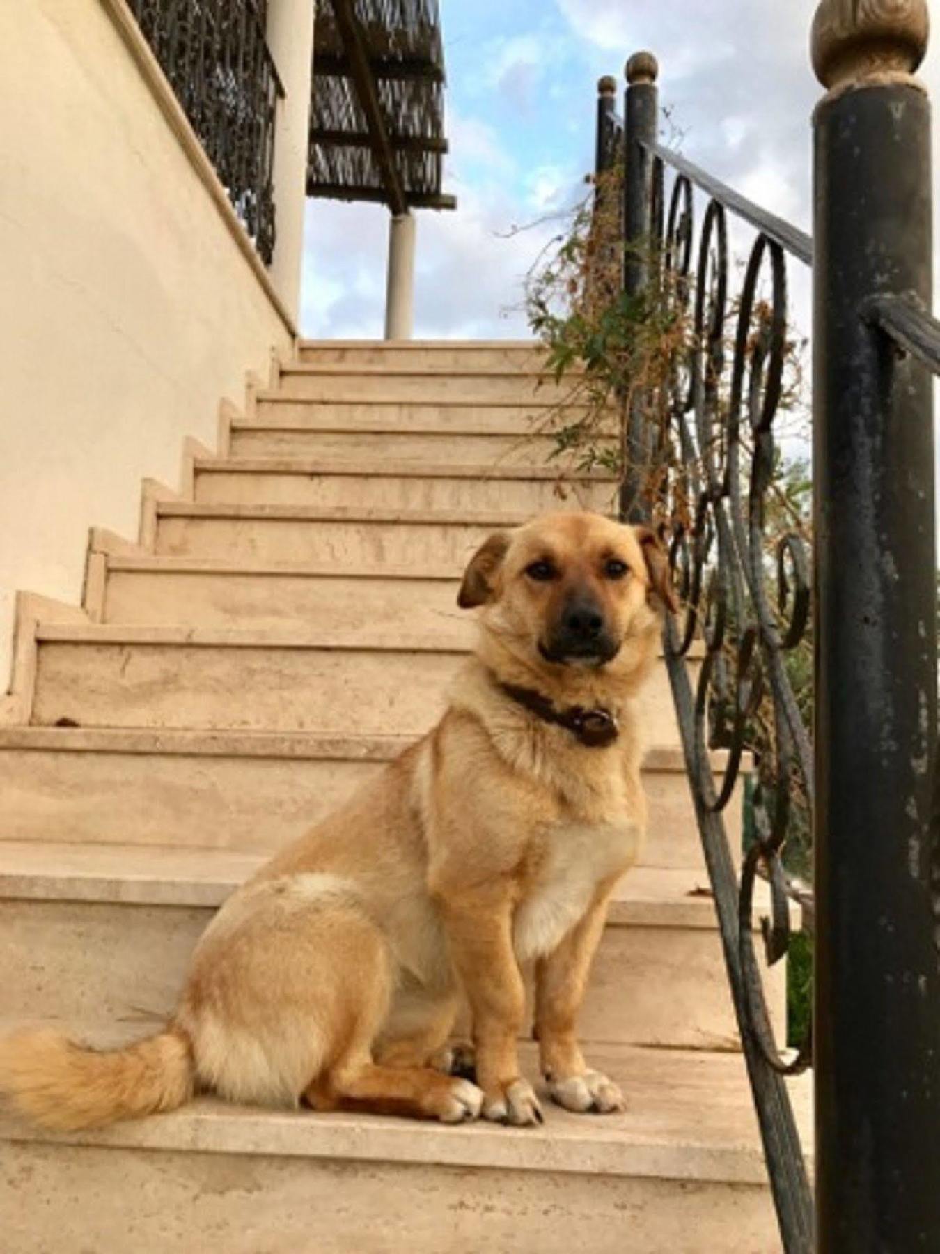 Geyikli Herrara Bagian luar foto